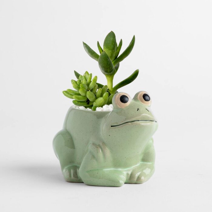 Mini Frog Succulent Arrangement