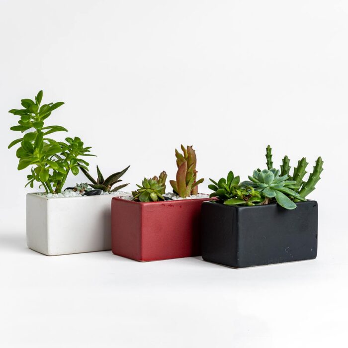 Mini Rectangle Succulent Bowl