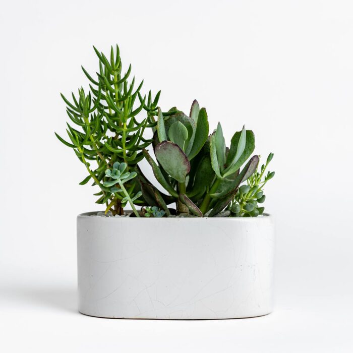 Oval Succulent Bowl