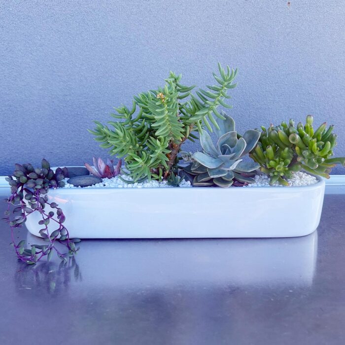 Baguette Succulent Arrangement - Image 3