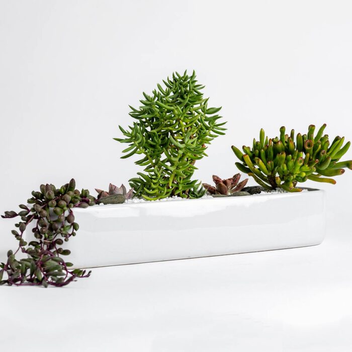 Baguette Succulent Arrangement