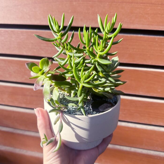 Small Round Succulent Bowl – White - Image 2