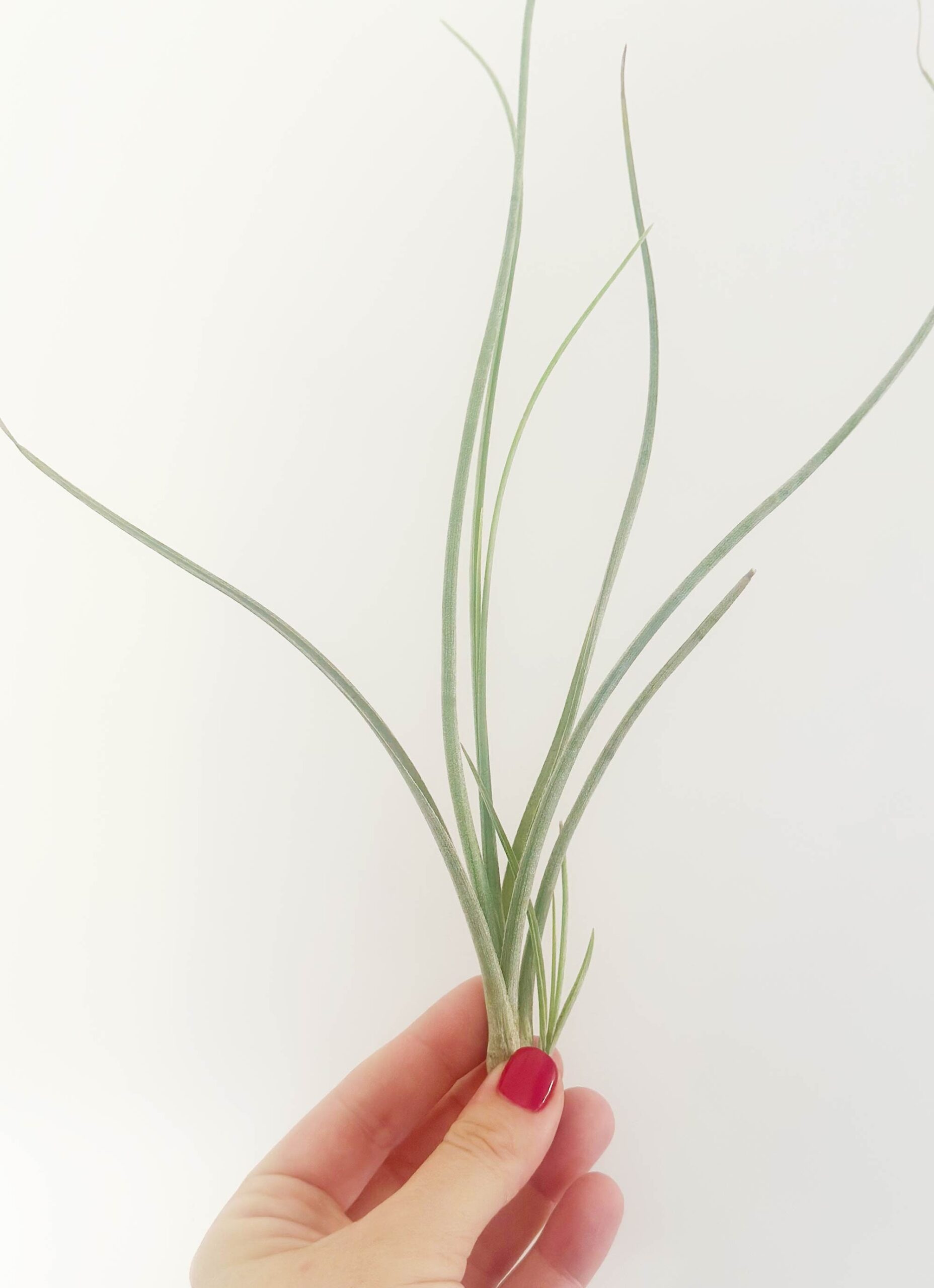 Tillandsia Moonlight – Air Plant