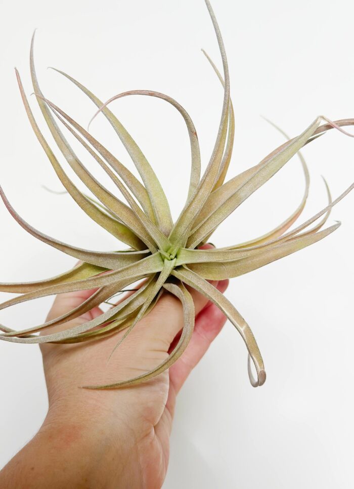 Tillandsia Riohondoensis f. Capitata – Air Plant