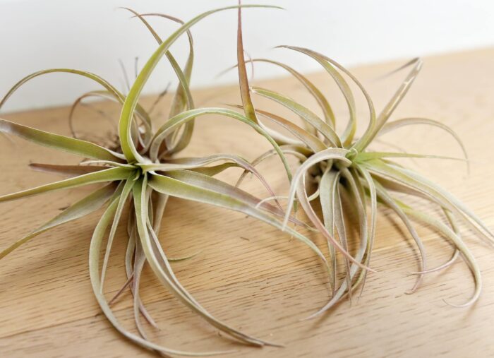 Tillandsia Riohondoensis f. Capitata – Air Plant - Image 2