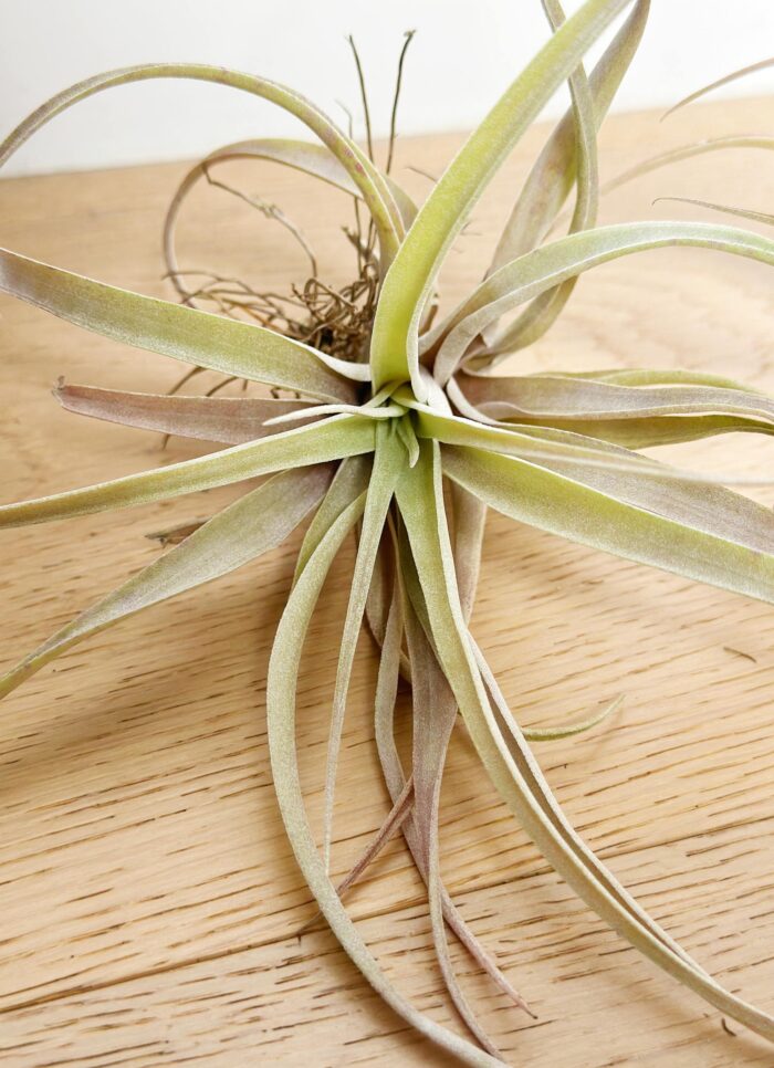 Tillandsia Riohondoensis f. Capitata – Air Plant - Image 3