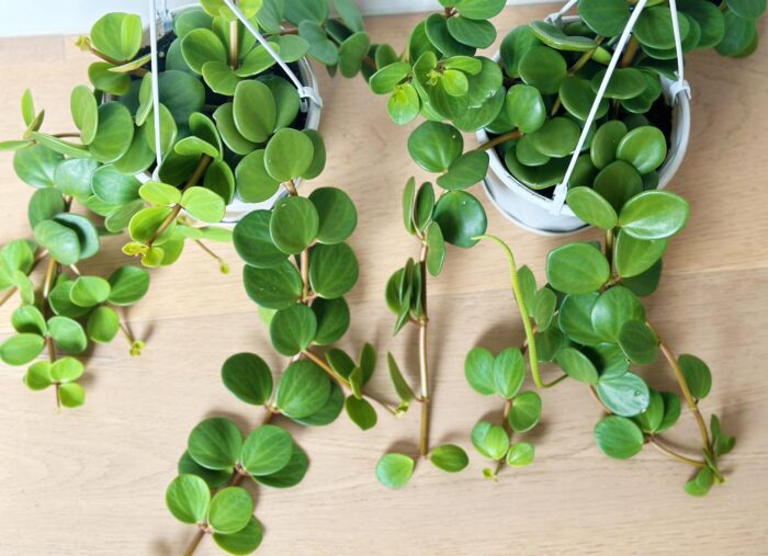 Peperomia Hope - 13cm Hanging Plant - Image 3