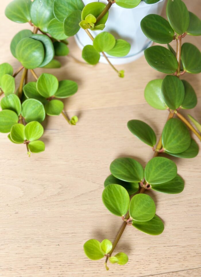 Peperomia Hope - 13cm Hanging Plant - Image 4
