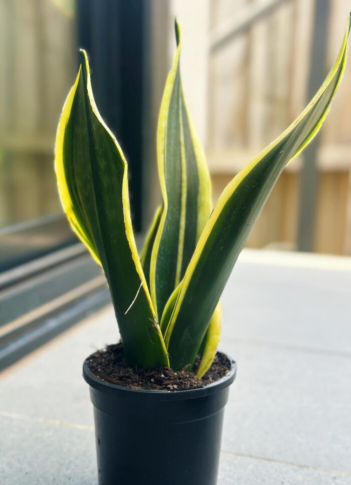 Sansevieria Superba 'Black Gold' - 12cm Potted Plant - Image 2