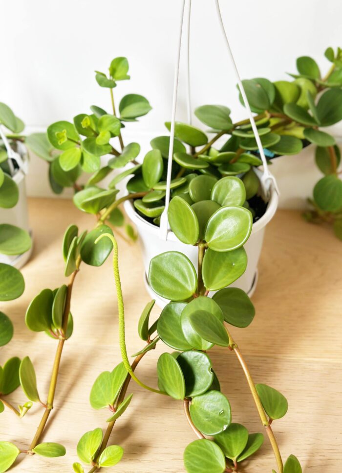 Peperomia Hope - 13cm Hanging Plant - Image 2