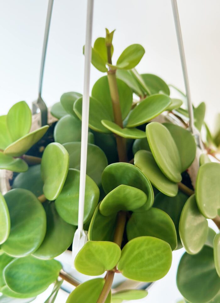 Peperomia Hope - 13cm Hanging Plant - Image 5