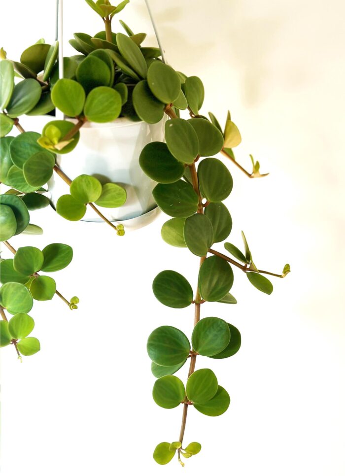 Peperomia Hope - 13cm Hanging Plant