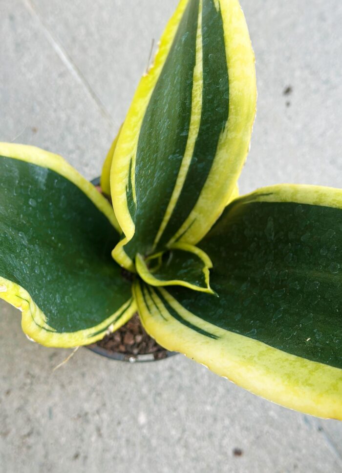 Sansevieria Superba 'Black Gold' - 12cm Potted Plant - Image 3