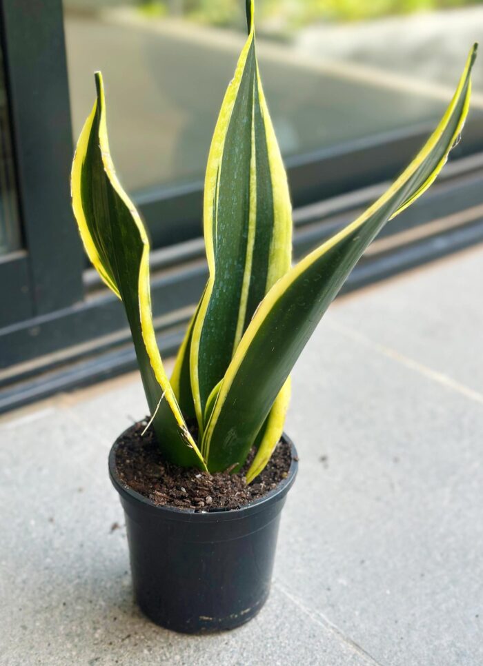 Sansevieria Superba 'Black Gold' - 12cm Potted Plant