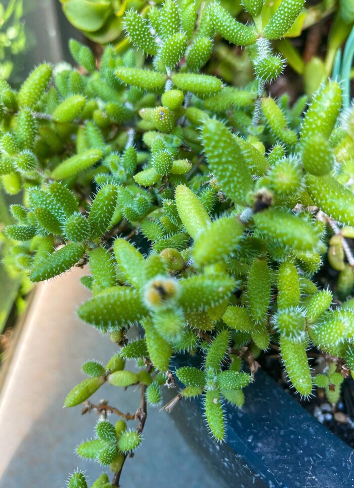 Cutting – Delosperma Echinatum - Image 4