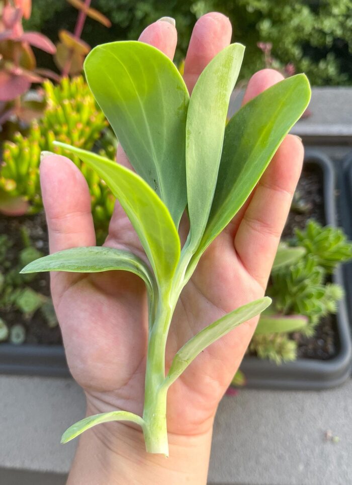 Cutting – Senecio Amaniensis - Image 3