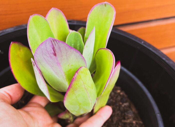 Cutting – Senecio Amaniensis