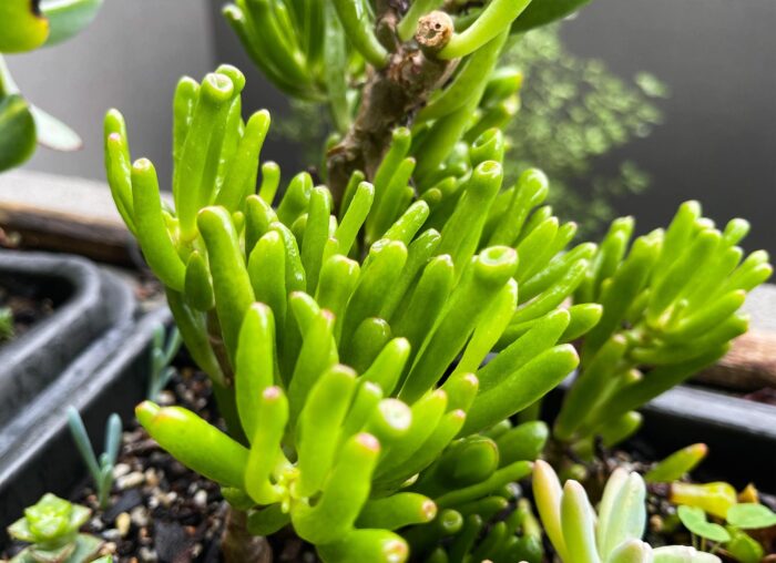 Cutting – Crassula Ovata 'Ladyfingers' - Image 7