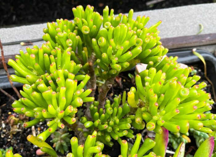 Cutting – Crassula Ovata 'Ladyfingers' - Image 6