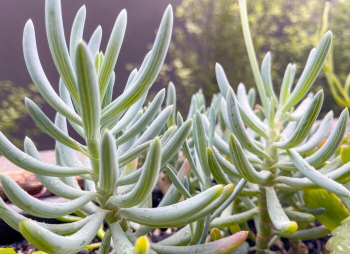 Cutting – Senecio Serpens 'Dwarf Blue Chalk Sticks'