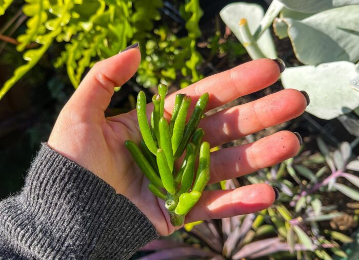 Cutting – Crassula Ovata 'Ladyfingers' - Image 4