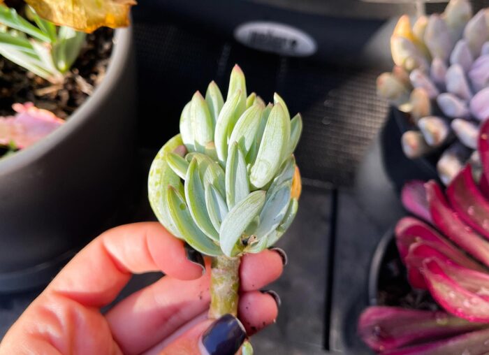 Cutting – Senecio Serpens 'Dwarf Blue Chalk Sticks' - Image 3