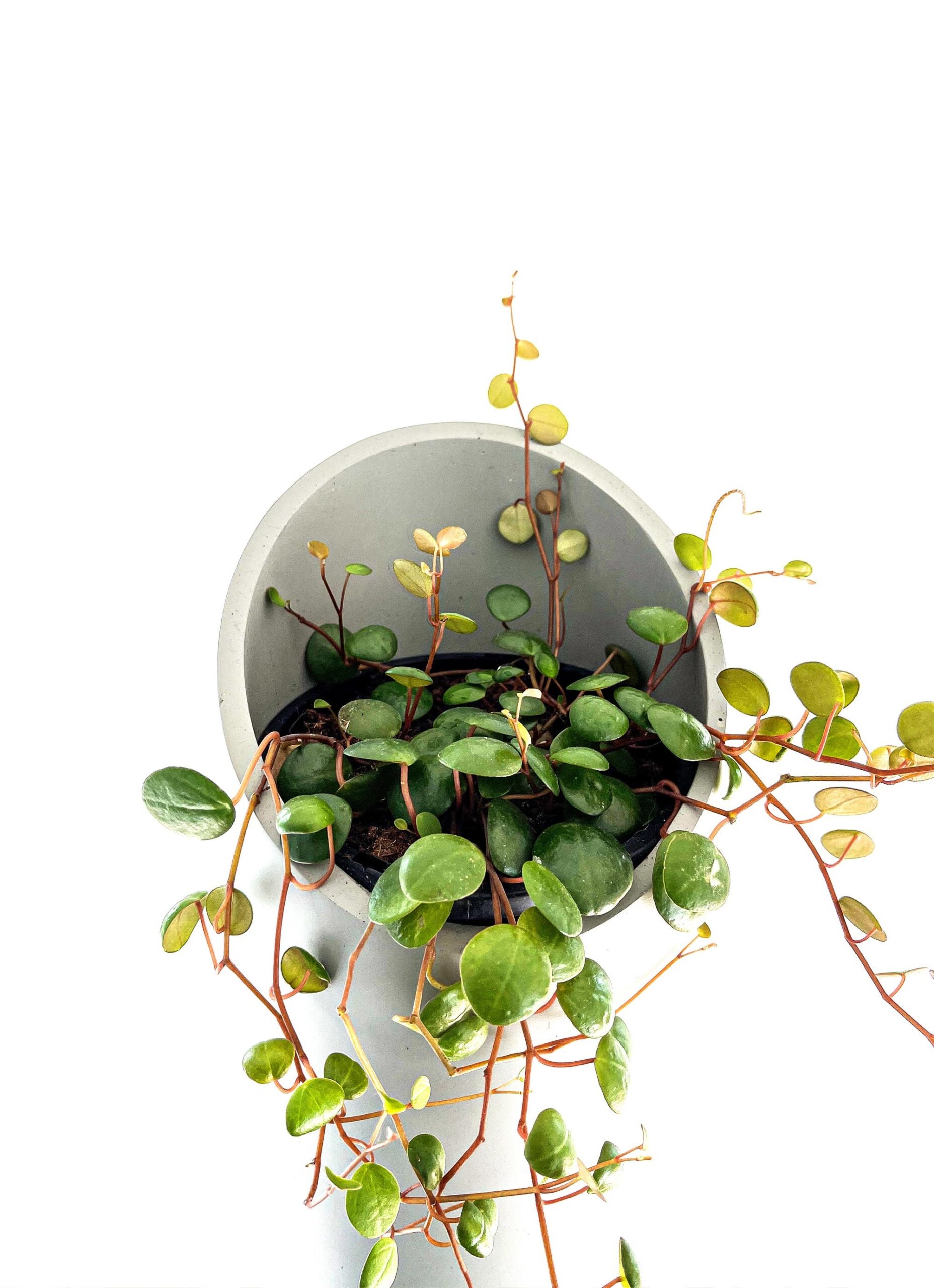Cutting – Peperomia Pepperspot - Image 6