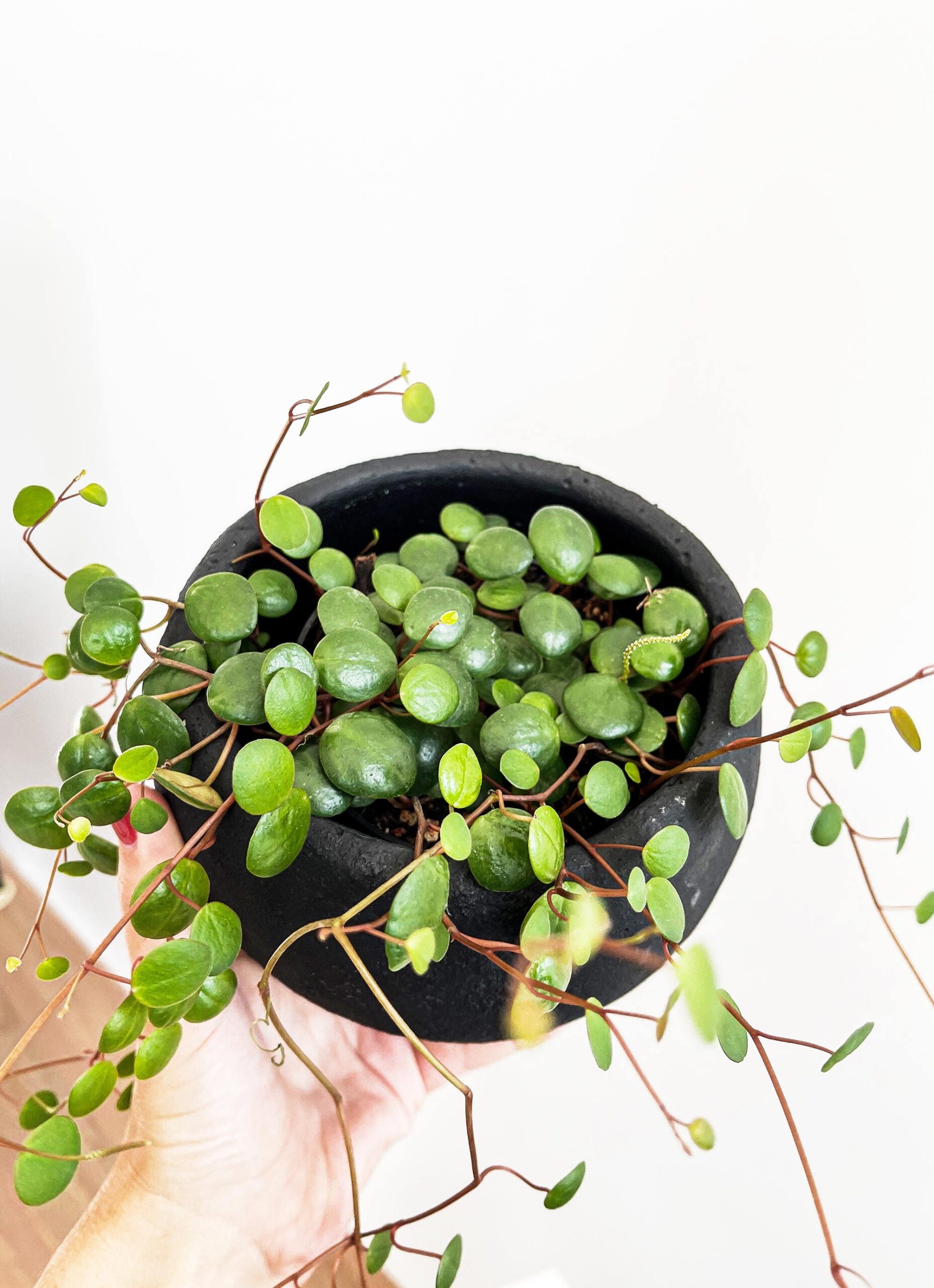 Cutting – Peperomia Pepperspot - Image 5
