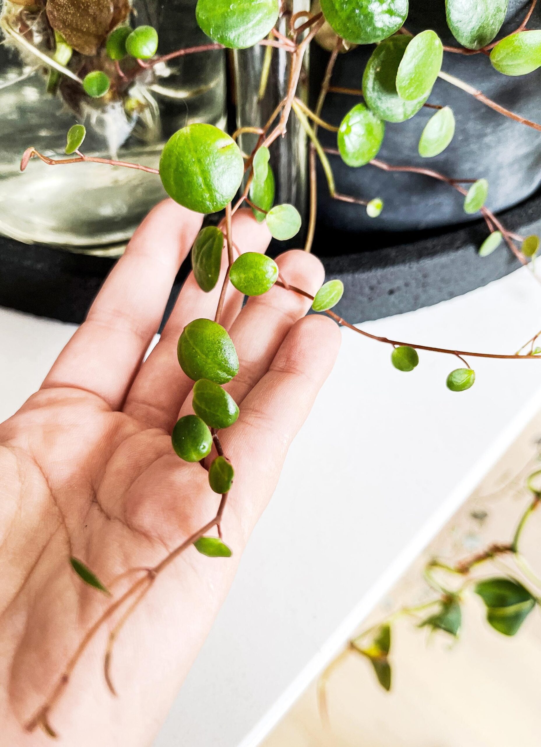 Cutting – Peperomia Pepperspot - Image 7