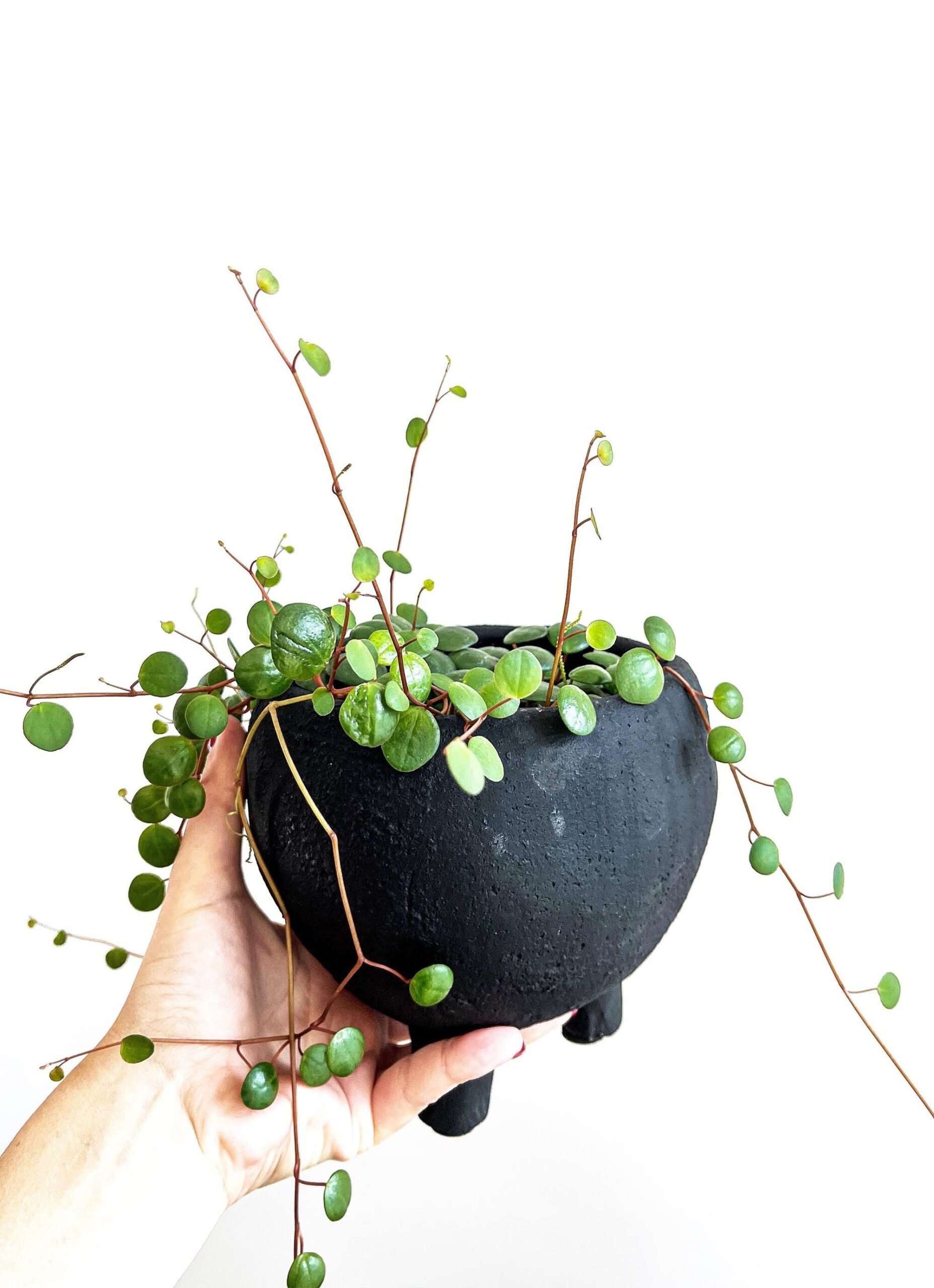 Cutting – Peperomia Pepperspot - Image 4