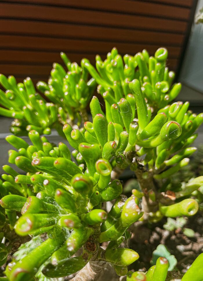 Cutting – Crassula Ovata 'Ladyfingers' - Image 3