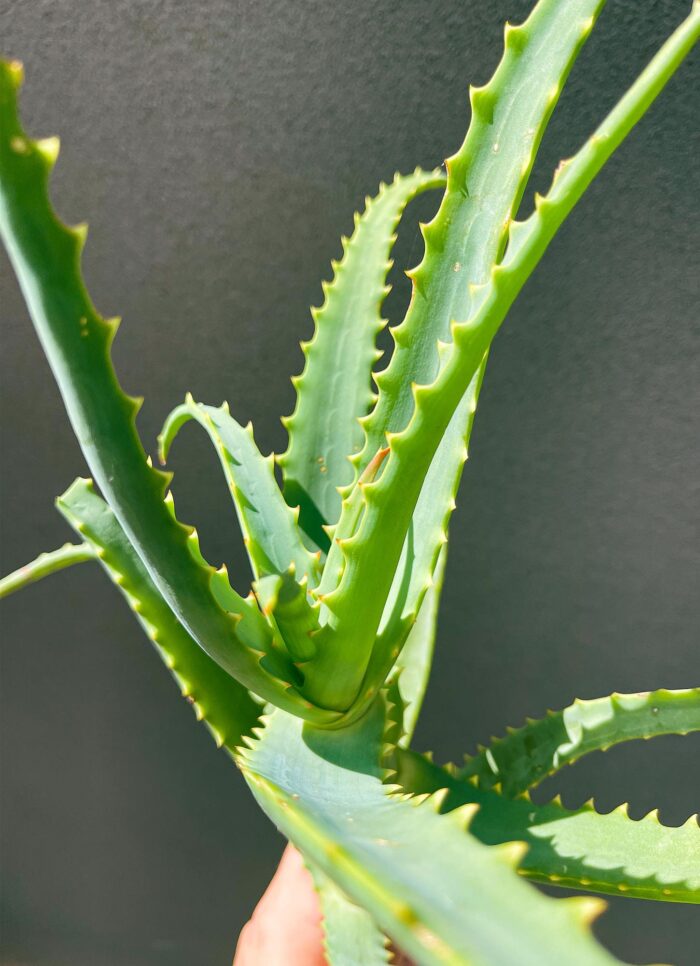 Cutting – Torch Aloe (Aloe Arborescens) - Image 7