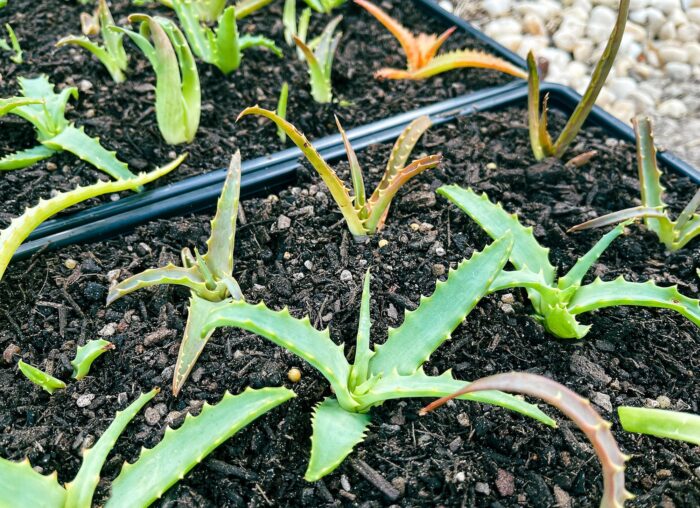 Cutting – Torch Aloe (Aloe Arborescens) - Image 4
