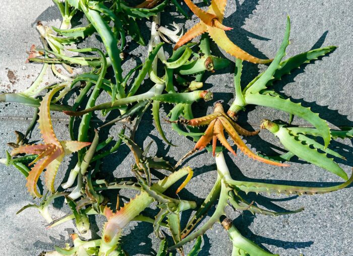 Cutting – Torch Aloe (Aloe Arborescens) - Image 3