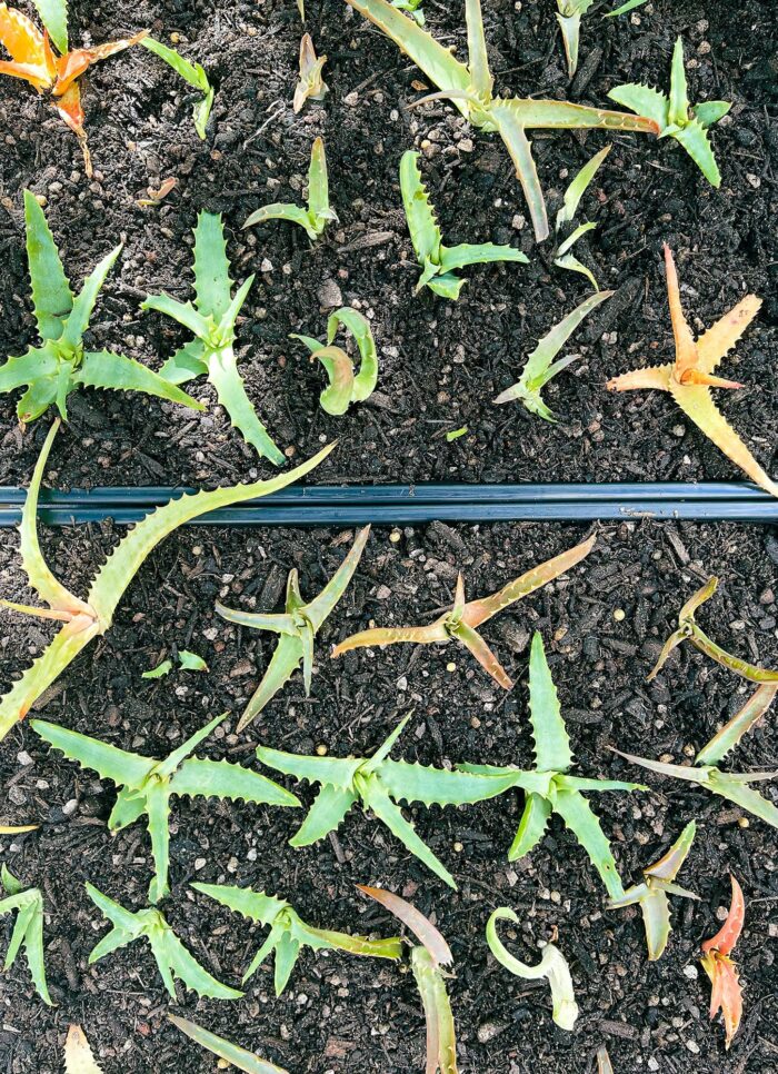 Cutting – Torch Aloe (Aloe Arborescens) - Image 5