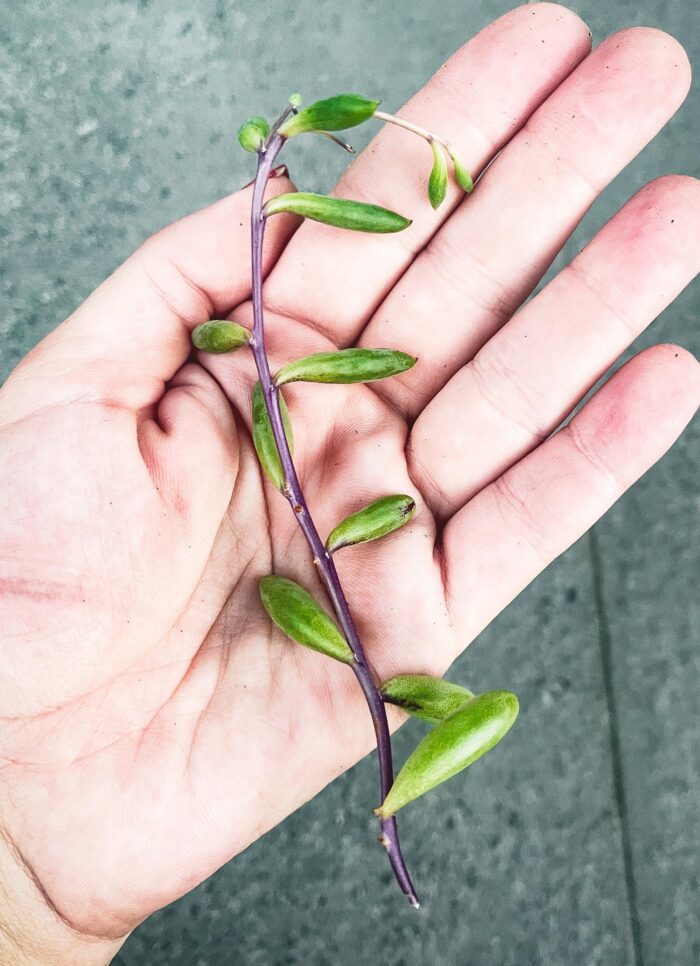 Cutting – Othonna Capensis 'Ruby Necklace' - Image 3