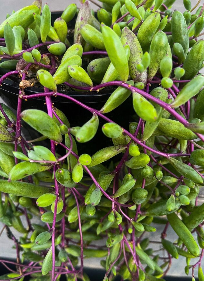 Cutting – Othonna Capensis 'Ruby Necklace' - Image 5