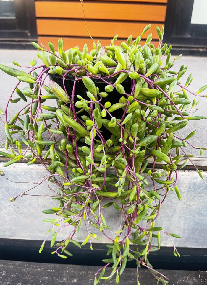 Cutting – Othonna Capensis 'Ruby Necklace' - Image 6