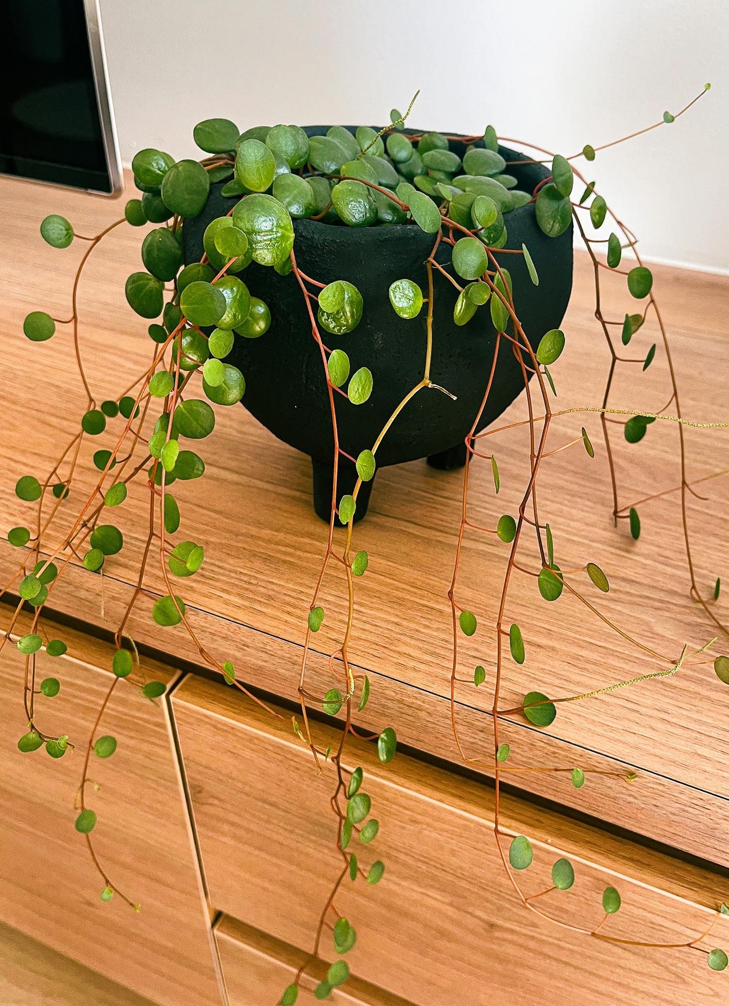 Cutting – Peperomia Pepperspot - Image 3