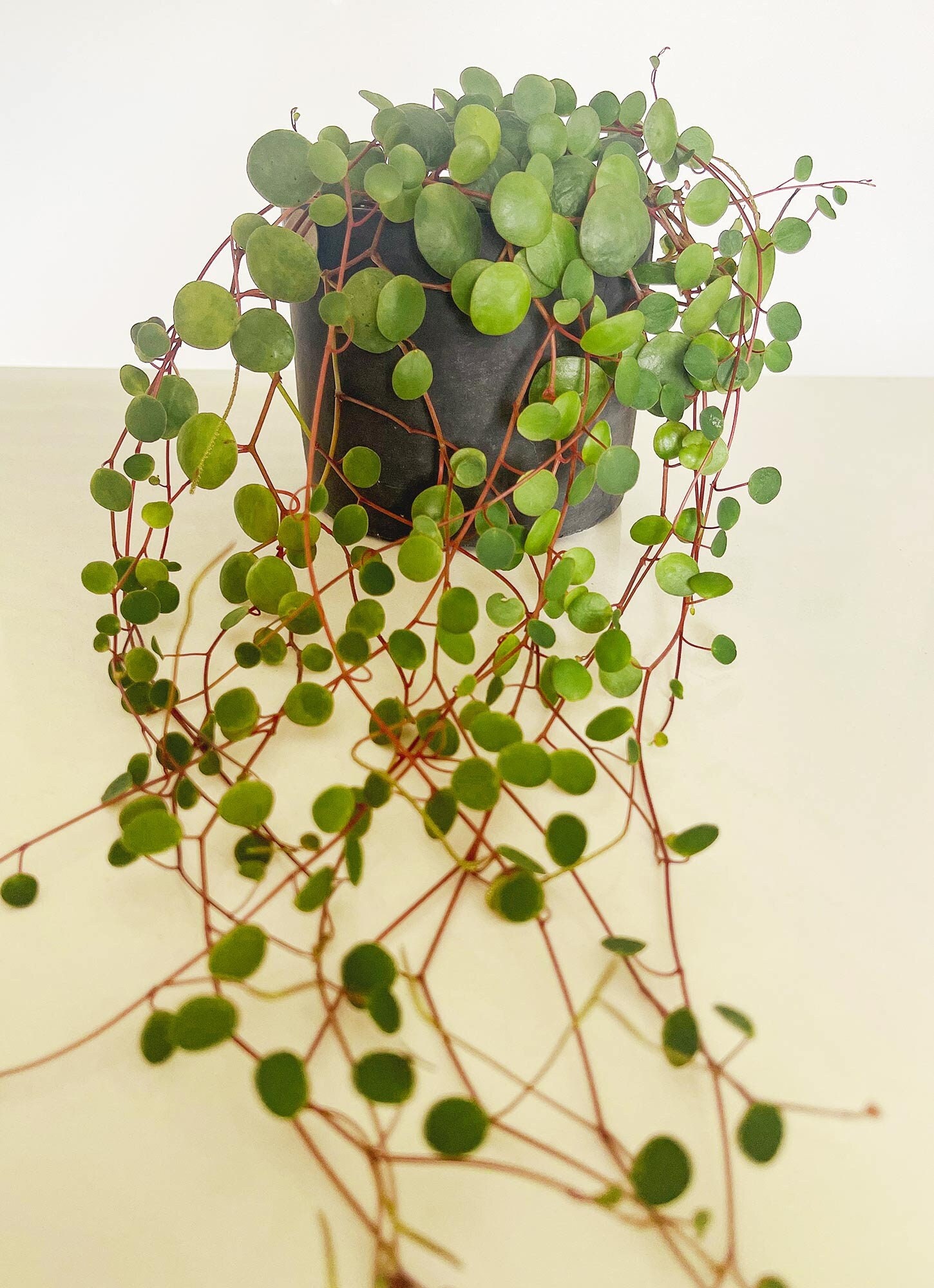 Cutting – Peperomia Pepperspot - Image 2