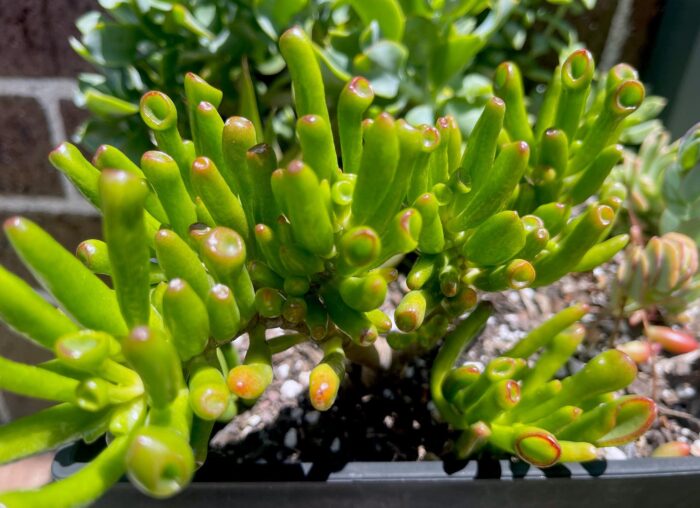 Cutting – Crassula Ovata 'Ladyfingers' - Image 2