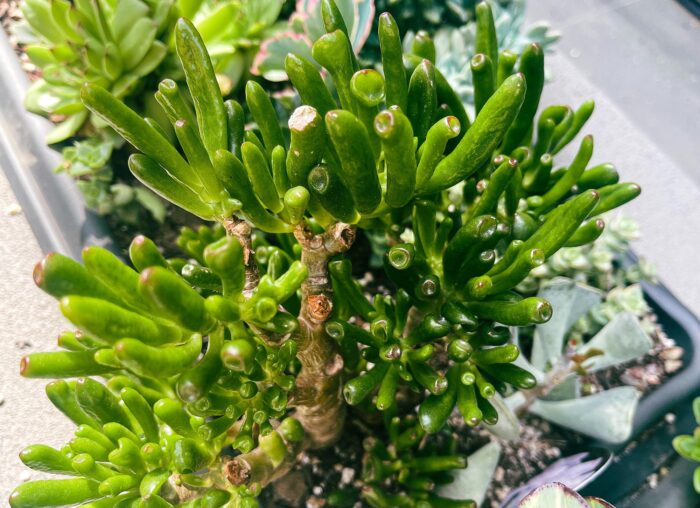 Cutting – Crassula Ovata 'Ladyfingers' - Image 8