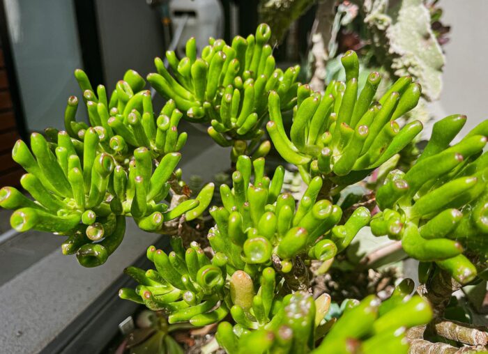 Cutting – Crassula Ovata 'Ladyfingers' - Image 5