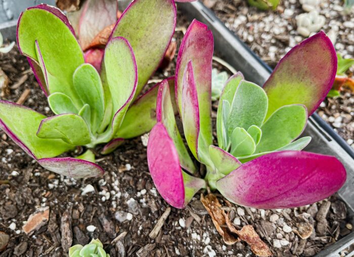 Cutting – Senecio Amaniensis - Image 2