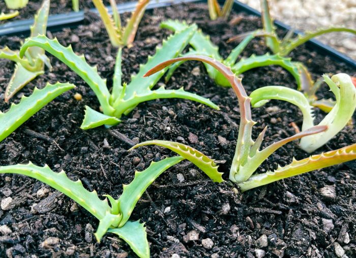 Cutting – Torch Aloe (Aloe Arborescens)