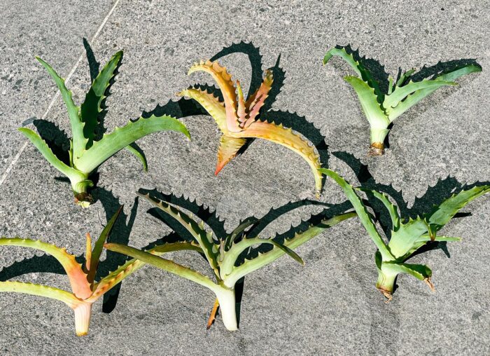 Cutting – Torch Aloe (Aloe Arborescens) - Image 2