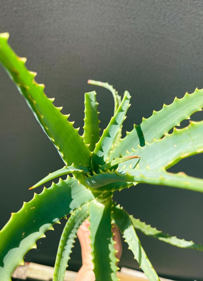 Cutting – Torch Aloe (Aloe Arborescens) - Image 8