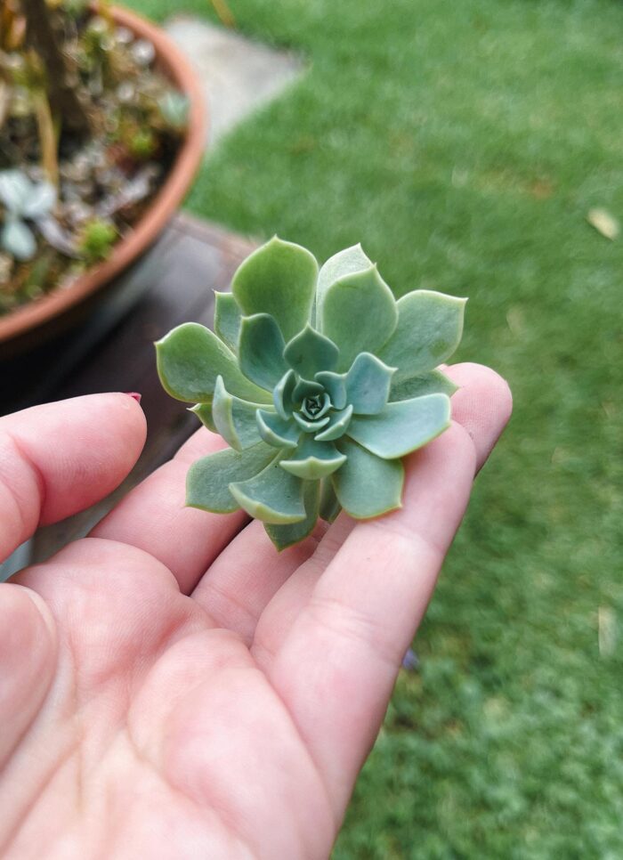 Cutting – Blue Echeveria Secunda - Image 4