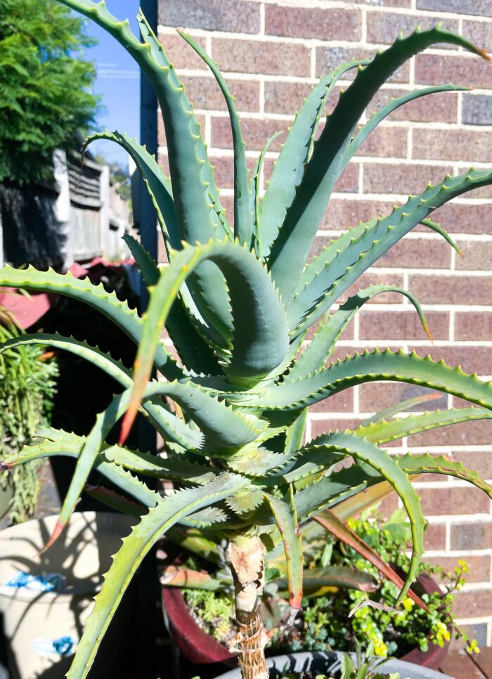 Cutting – Torch Aloe (Aloe Arborescens) - Image 6
