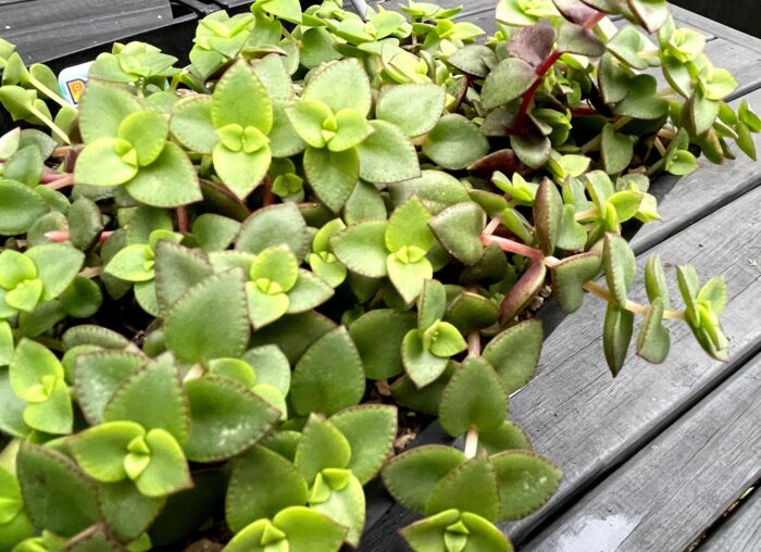 Cutting – Crassula Dianne - Image 3